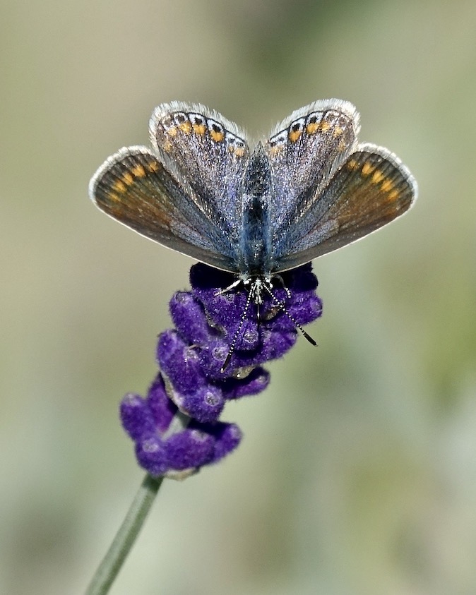 common blue